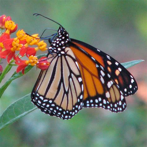 Monarch Butterfly - Danaus plexippus - Butterflies of the Mississippi Delta