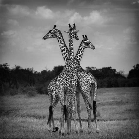 Black And White Animal Photography Undercover Blog