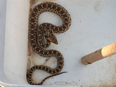 Living Alongside Wildlife Snake Identification Challenge Of The Week