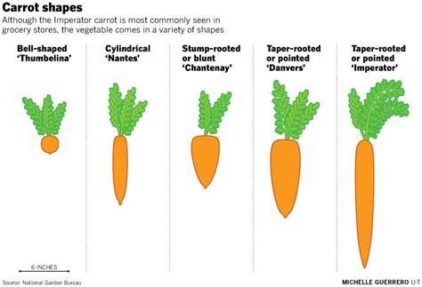 Grow Carrots Master Gardener Association Of San Diego County