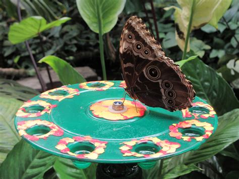 Butterfly Walk Through Area Zoochat