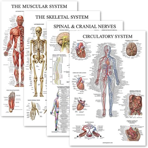 Buy 4 Pack Anatomical Poster Set Laminated Muscular Skeletal