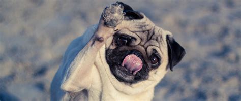 Download Wallpaper 2560x1080 Pug Dog Protruding Tongue Funny Dual Wide 1080p Hd Background