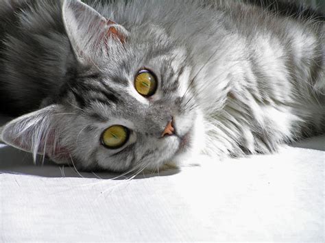 Affectionate but not needy, a maine coon shows curiosity in what you're doing but is also talented at entertaining themselves. Maine Coon Cat Personality, Characteristics and Pictures ...