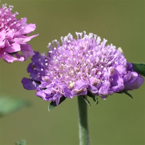 Small Scabious Wildflower Plants Beewildgardens