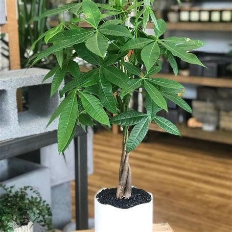 Plant Care (Money Tree) Bentonville, AR Florist - Same Day Flower
