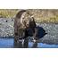 Kodiak Bear Hibernation Part One  Robin Barefield