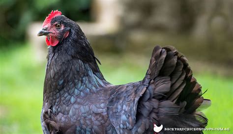 Australorp Chicken Breed Guide