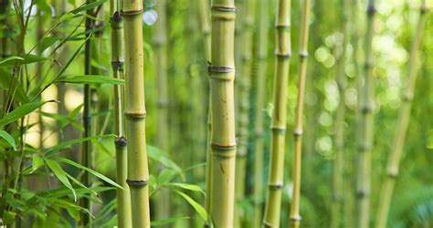 Top Terbaru 22 Bambou Vert De Chine