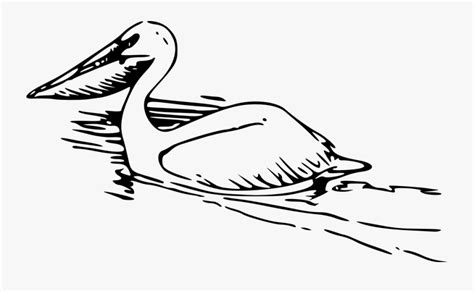 Pelican Bird Swimming Water Large Beak Swim Pelicans Outline Free