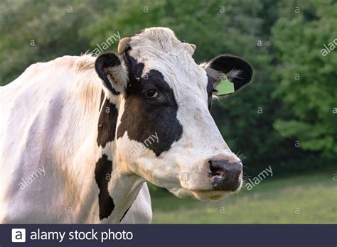 Black And White Holstein Cow Head And Neck With Green Background Stock