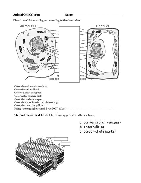 Animal cell venn diagram worksheet, compare the plant cell to the animal cell. Animal Cell Coloring Page - Coloring Home