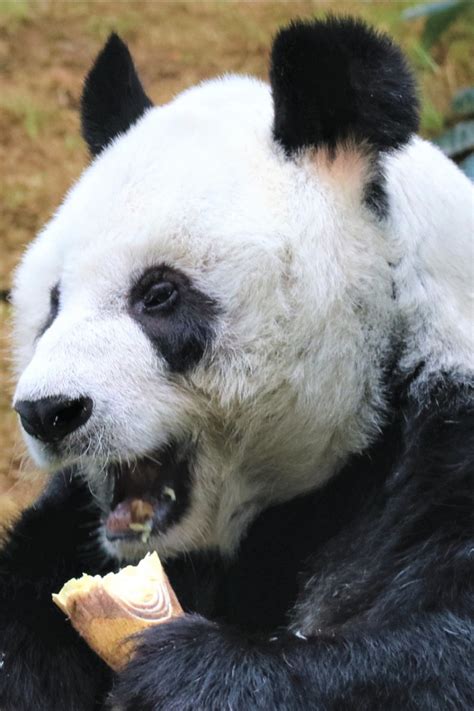 An An Worlds Oldest Male Giant Panda In Captivity At Hong Kongs