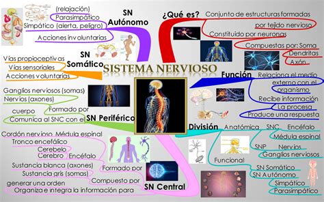 Mapa mental sobre el Sistema Nervioso Qué es Función División SN