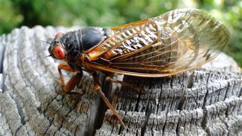 Summer Of The Cicadas North Carolina Cooperative Extension