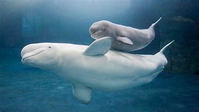 Beluga Whale Beloega Witte Dolfijn Dieren Schattige