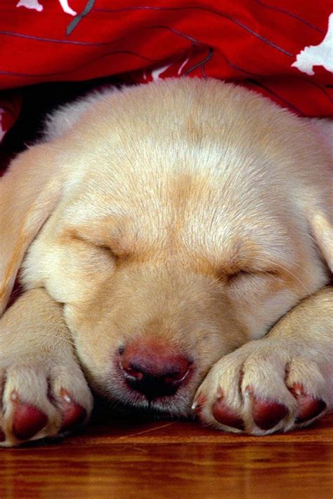 Sleepy Puppy Cute Lab Puppies Lab Puppy Dogs And Puppies Labrador