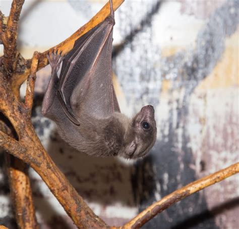 How To Clean Up Bat Guano Critter Control Of Tampa