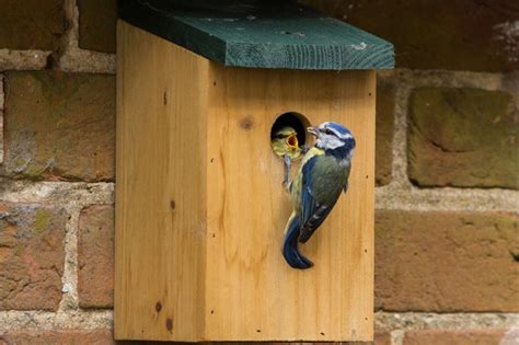 How To Make A Bird Nestbox Bbc Wildlife Magazine Discover Wildlife