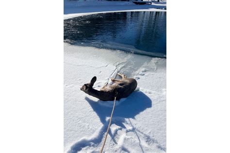 Wyoming Deputies Lasso Deer That Fell Through Iced Over Pond Abc27