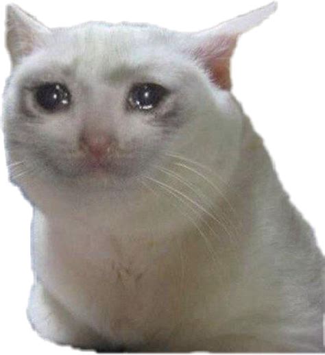 Crying Cat Memes Png Png Mart