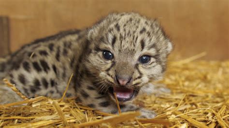 Sunday Cat Round Up Sanctuary Welcomes Baby Snow Leopard ‘two Face