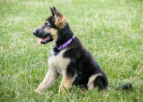 We do not recommend waiting until the pup is older before. German Shepherd Puppies - Facts to Ponder Before Bringing One Home | German Shepherd Country