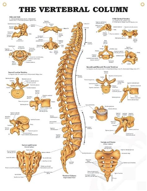 The Vertebral Column Chart X Anatomy Human Anatomy And Physiology Anatomy Bones