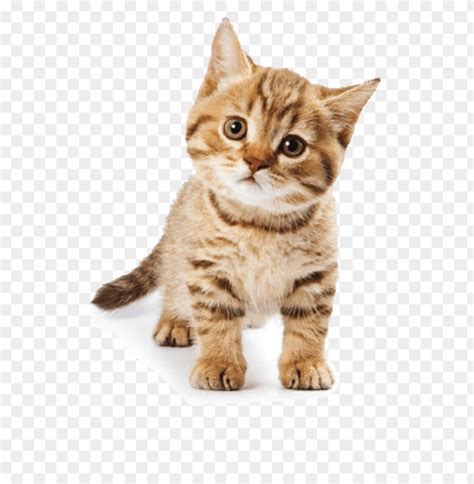 Free Download Hd Png Cute Cat Png Transparent With Clear Background