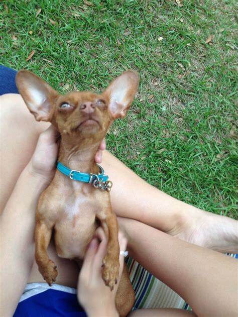A Small Brown Dog Sitting On Top Of A Persons Lap In The Grass