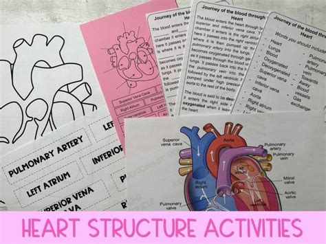 Heart Structure Worksheets Teaching Resources