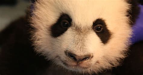 Baby Panda Smithsonian National Zoo Bei Bei Pictures