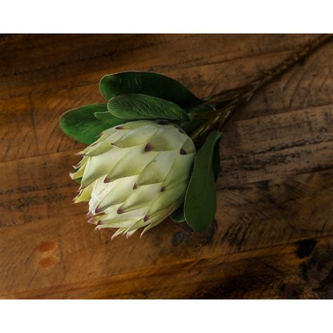 Large White Protea Wholesale By Hill Interiors