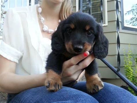 Miniature Dachshund Puppy 8 Weeks Old For Sale In Tacoma Washington