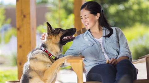 How To Ensure Your Dog Is Happy And Healthy