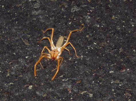 Sun Spider Anza Borrego Desert State Park Gary Skipper Flickr