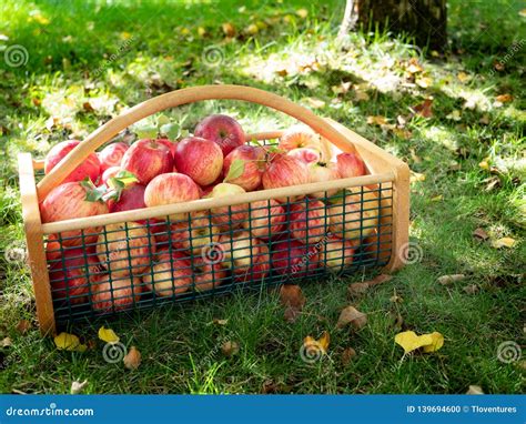 Basket Of Ripe Apples On Grass Surrounded By Fallen Autumn Leaves Stock