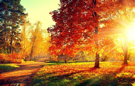 Wallpaper Road Autumn Forest Leaves Trees Sunset Nature Park