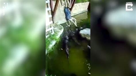 horrifying moment alligator lover falls into a pool full of the hungry reptiles metro news