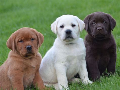 We strive to produce the best labrador possible, focusing on excellent genetics, beautiful conformation, and wonderful tempermeants. English Lab Puppy "Family Loved Labs" - Labrador Retriever ...