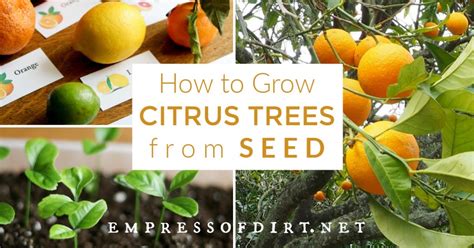 How To Grow Citrus Trees From Seed Easy Method Empress