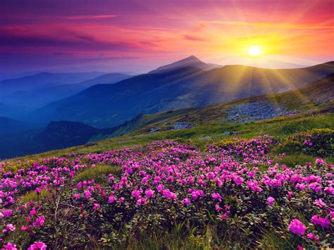 Meadows Wild Purple Flowers Mountains And Sunset Hd Landscape Wallpaper