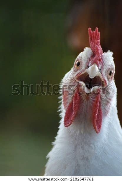Black White Chicken Mouth Images Stock Photos Vectors Shutterstock