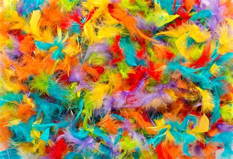 Colorful Feathers Stock Photos Motion Array