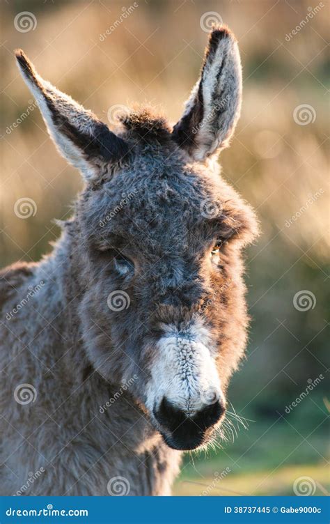 Donkey Portrait Stock Image Image Of Looking Countryside 38737445