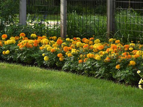 Marigold Plant