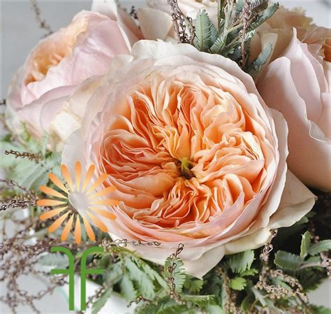 Peach Juliet Garden Roses L Bulk Wholesale Flowers And Wedding Flowers