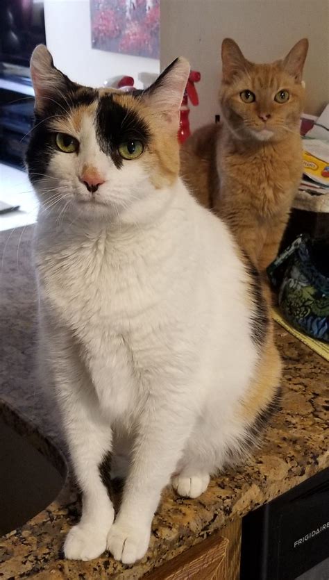 Cats For Sale Craigslist
