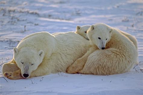 Polar Bear With Her Cubs On Snow Covered Arctic Tundra Stock Image