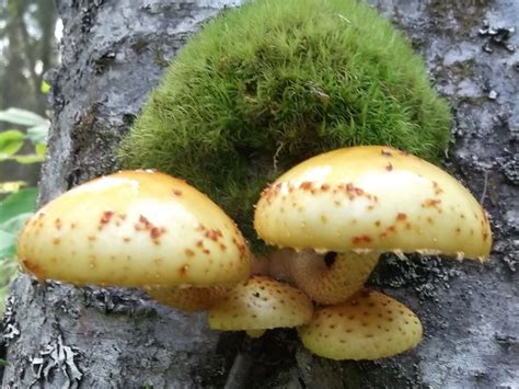 Nwr Soldotna Mushrooms Along The Hiking Trail Soldotna Stuffed